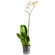 Белая орхидея Фаленопсис в горшке. Чжухай